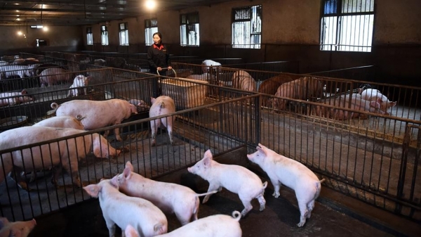 Bộ xét nghiệm gen giúp nâng cao chất lượng thịt lợn