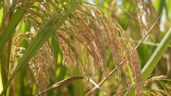 Trung Quốc: Phát hiện giống gen cản trở lai tạo lúa