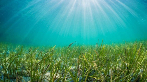 Trung Quốc thành công phục hồi sinh thái thảm cỏ biển
