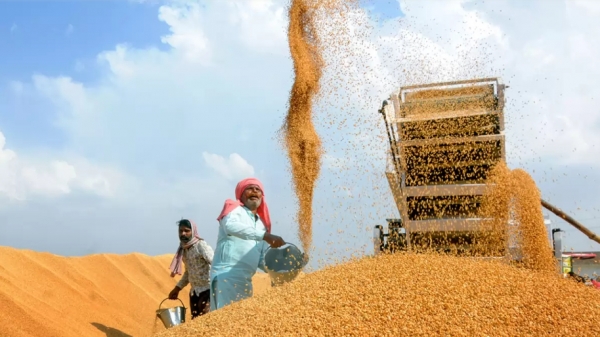 Ấn Độ bán thêm lúa mì, gạo để hạ nhiệt thị trường