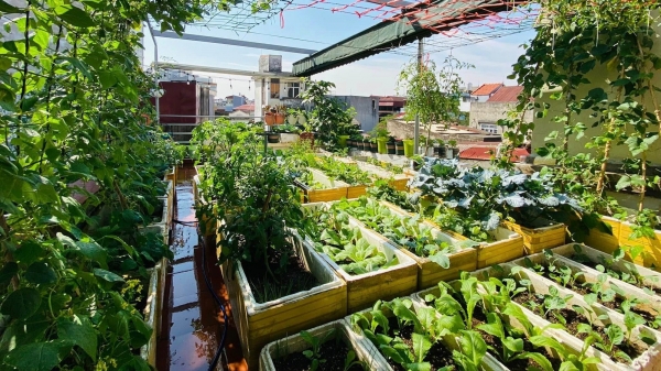 Vườn rau trên sân thượng cặp vợ chồng 9x Hải Phòng thu hoạch 'mỏi tay'