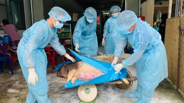 Kiến nghị hỗ trợ lực lượng phòng, chống bệnh dịch tả lợn châu Phi