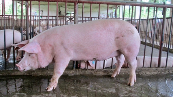 Hoàn thiện quy trình công nghệ chăn nuôi dòng lợn chuyên hóa năng suất cao