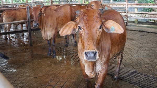 Xử lý nghiêm vận chuyển trái phép trâu bò vào Việt Nam