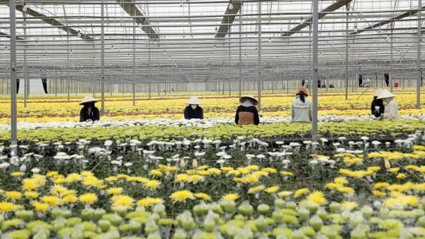 'Công xưởng' hoa lớn nhất Việt Nam vào vụ Tết