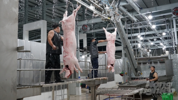 Các nhà máy giết mổ gia súc công nghiệp đáp ứng 60% nhu cầu thịt heo
