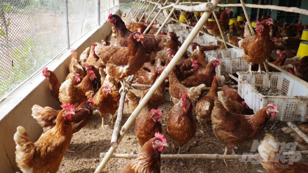 Vượt qua dịch bệnh, doanh nghiệp Việt xuất khẩu trứng gà lỏng thanh trùng