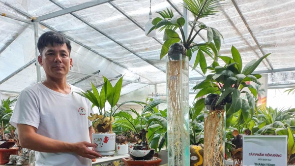 Dừa dát vàng, dừa bonsai hút khách ngày Tết
