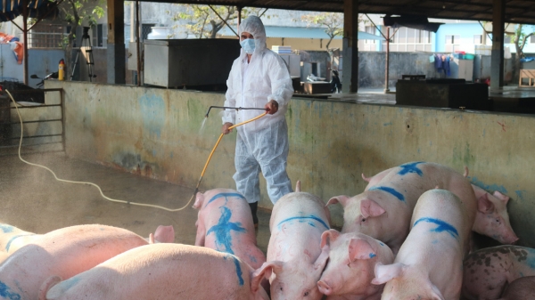Chính phủ ban hành Chỉ thị phòng, chống Dịch tả lợn Châu Phi