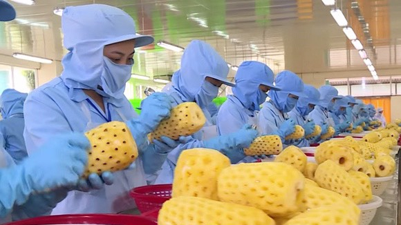 Rau quả chế biến Việt Nam xuất khẩu vào Hoa Kỳ tăng 50%