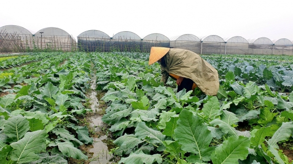Hải Dương tăng trưởng nông nghiệp đứng đầu Đồng bằng sông Hồng