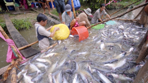 Ngành hàng cá tra tận dụng tối đa lợi thế hiệp định thương mại tự do