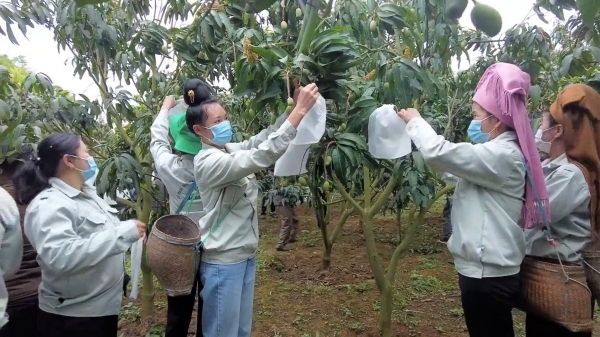 Sơn La có trên 3.000ha cây ăn quả được bọc trái