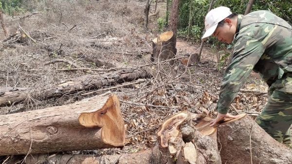 Quảng Trị cần xử lý nghiêm vụ phá rừng tự nhiên