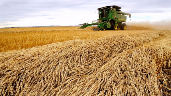 Nguồn cung lúa mì cho thế giới chỉ còn đủ cho 10 tuần