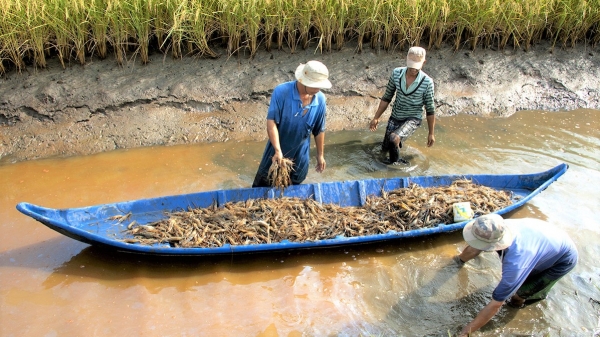 Nông nghiệp thích ứng biến đổi khí hậu của Việt Nam đạt nhiều bước tiến lớn