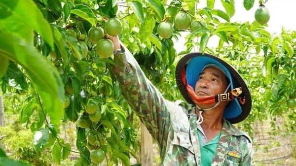 Sẵn sàng để xuất khẩu chanh leo chính ngạch sang Trung Quốc