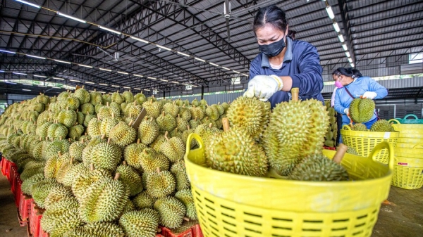 Nông dân Thái Lan lo lắng xuất khẩu sầu riêng sang Trung Quốc giảm