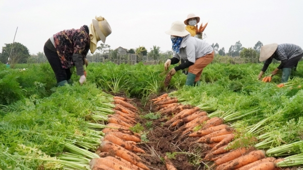 Hàng nhập khẩu về nhiều, giá cà rốt giảm còn 5.000 - 6.000 đồng/kg