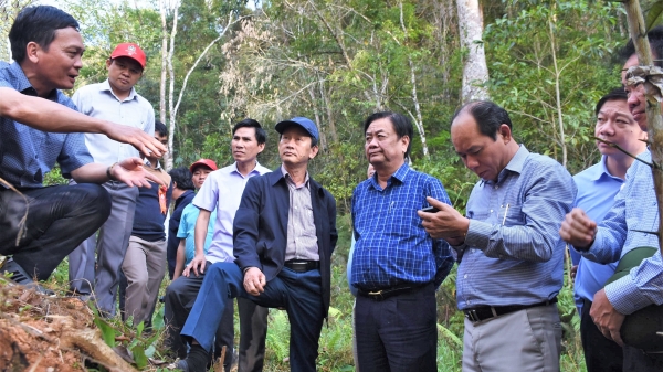 Khảo sát vùng trồng Sâm Ngọc Linh dưới tán rừng