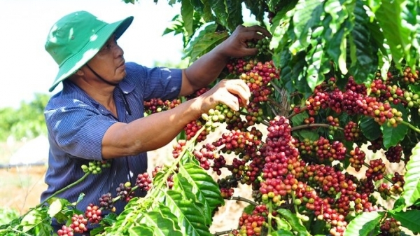 Giá cà phê chạm mốc 46.000 đồng/kg