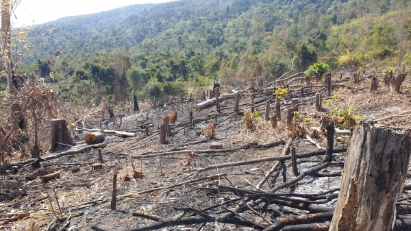 6 ngành hàng sẽ bị EU kiểm soát để hạn chế nguy cơ mất rừng
