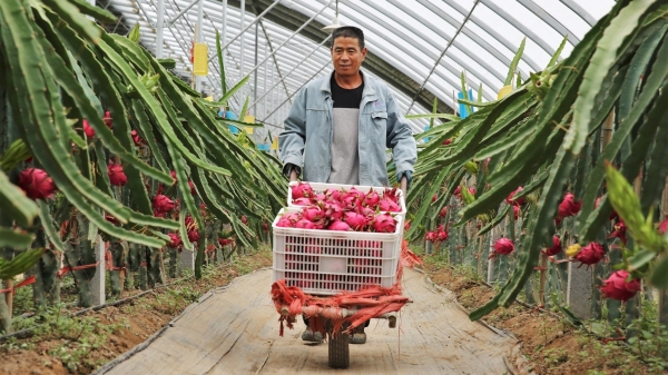 Trung Quốc chính thức vượt Việt Nam về sản lượng trái thanh long