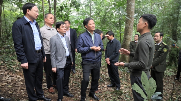 Tỷ lệ che phủ rừng của Quảng Ninh đứng thứ 18 cả nước