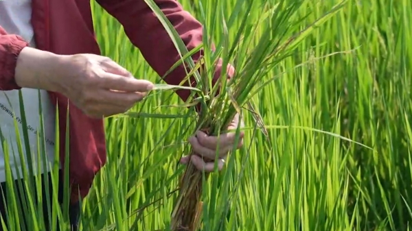 Bám đồng ruộng, phòng trừ bệnh đạo ôn hại lúa