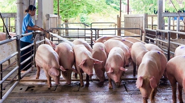 Nhiều công ty tăng giá bán lợn