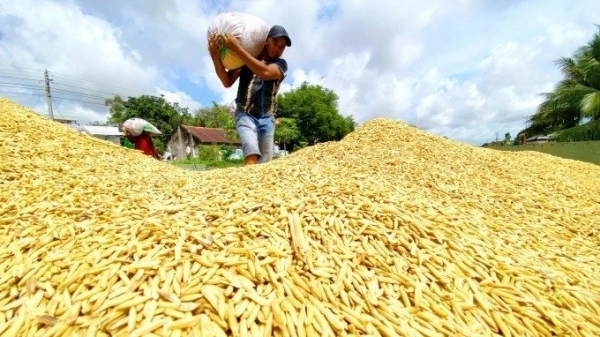 Giá lúa tại đồng bằng sông Cửu Long duy trì đà tăng mạnh