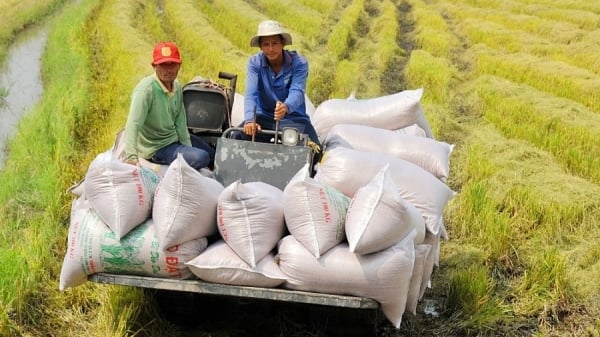 Đã xuất khẩu gần 2,4 triệu tấn gạo