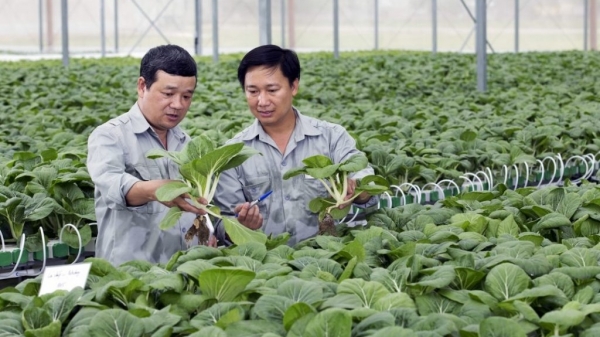 Bà Rịa - Vũng Tàu có gần 7.000ha nông nghiệp ứng dụng công nghệ cao