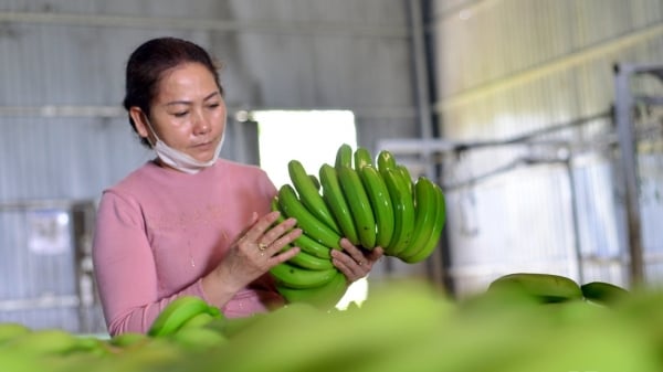 Trung Quốc dẫn đầu về tiêu thụ rau quả Việt Nam