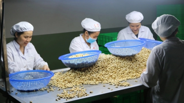 Việt Nam nhập khẩu hơn 1 tỷ USD hạt điều