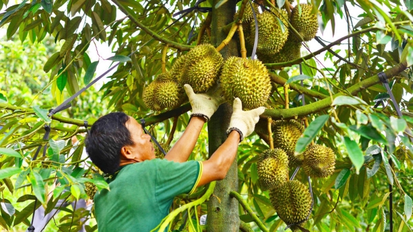 400 vùng trồng sầu riêng Việt Nam đang chờ Hải quan Trung Quốc kiểm tra
