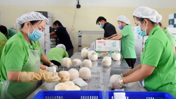 Xuất khẩu dừa kỳ vọng cán đích tỷ USD