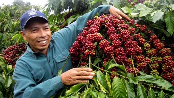 Giá cà phê trong nước tăng sốc, đạt 65.000 đồng/kg