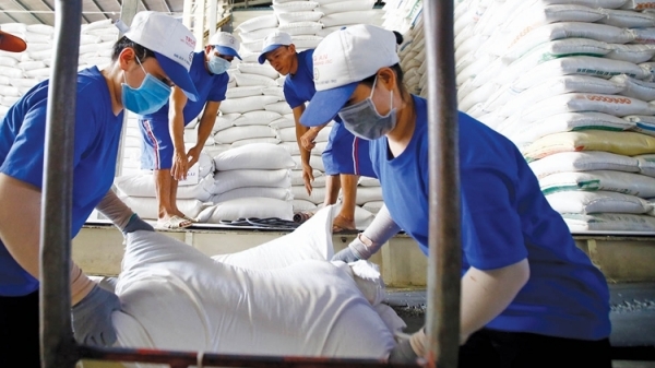 Doanh nghiệp đẩy mạnh thu mua gạo để kịp tiến độ giao hàng