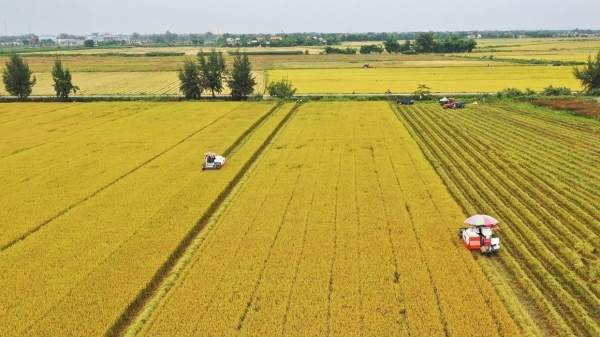 Diện tích trồng lúa giảm 40.000ha nhưng sản lượng vẫn tăng 250.000 tấn