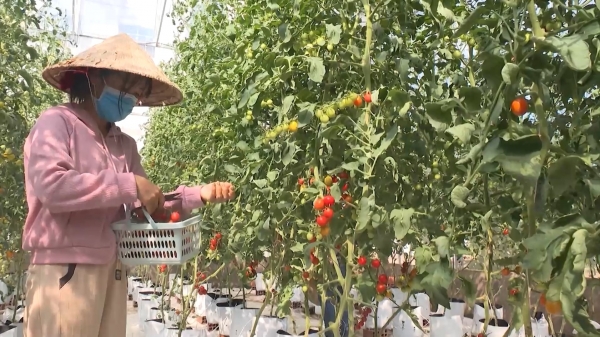 Trồng cà chua bi trong nhà lưới, mỗi cây có thể thu 120.000 đồng/lứa