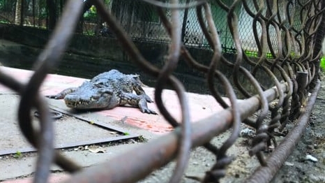 Lo cá sấu xổng chuồng, công viên Vinh tặng cho nơi khác nuôi nhốt