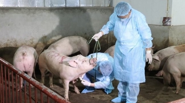 Quyết liệt phòng, chống bệnh dịch tả lợn Châu Phi