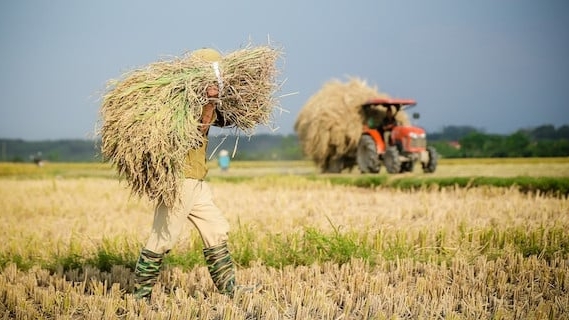 Đề án 1 triệu ha lúa chuyên canh chất lượng cao nâng tầm gạo Việt