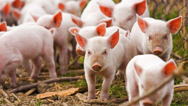 Đến năm 2030, Việt Nam đáp ứng tối thiểu 90% nhu cầu giống lợn