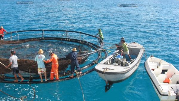 Khánh Hòa đặt mục tiêu xuất khẩu thủy sản vượt 1 tỷ USD