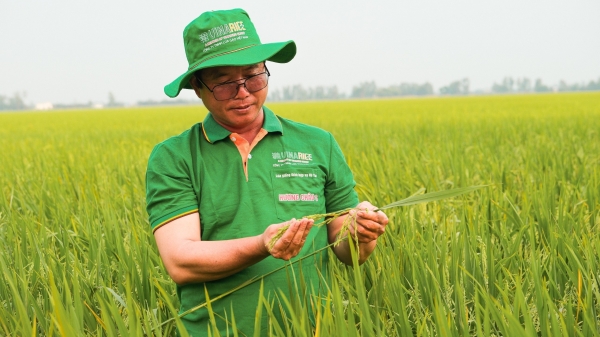 Người tiên phong trồng lúa giảm phát thải, đạt thương hiệu gạo carbon thấp