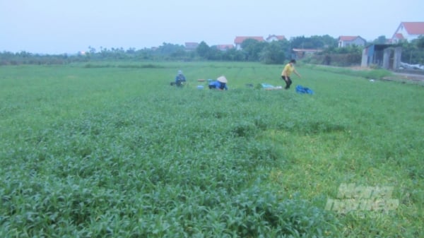 Xã trồng rau muống lớn nhất tỉnh Hưng Yên