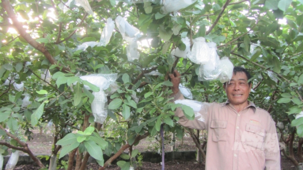 'Cầm tay chỉ việc', giúp nông dân nâng thu nhập từ cây ổi