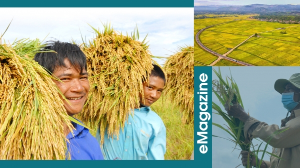 Dự án VnSAT đưa 'cuộc cách mạng xanh' thay đổi tư duy sản xuất lúa